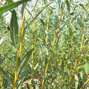 Salix rubens 'Hutchinson's Yellow' - Gelbrindige Weide