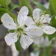 Prunus dom. 'Bellamira': Bild 1/3