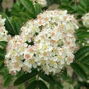 Sorbaronia falax 'Ivan's Beauty' - Schwarze Hundsbeere