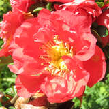 Chaenomeles 'Pink Storm' - Zierquitte