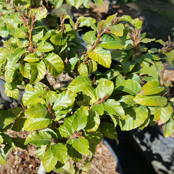Fagus sylvatica 'Asterix': Bild 1/3 Fagus sylvatica 'Asterix': Bild 1/3