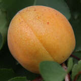Prunus armeniaca 'Aprikose von Nancy' - Marille