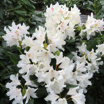 Rhododendron 'Cunningham's White'