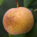 Nashi-Birne - Pyrus pyrifolia 'Shinseiki'