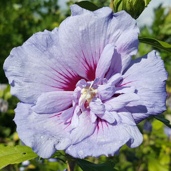 Hibiscus syriacus 'Blue Chiffon'