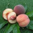 Prunus pers. 'Benedikte': Bild 1/3