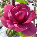 Magnolia 'Black Tulip' - Großblumige Magnolie