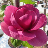 Magnolia 'Black Tulip' AKTION - Großblumige Magnolie