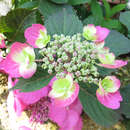 Hydrangea serrata 'Cotton Candy' - Tellerhortensie