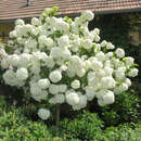 Viburnum macrocephalum 'Happy Fortuna' - Hortensien-Schneeball