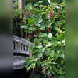 Leycesteria formosa: Bild 6/7