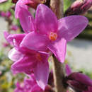 Daphne mezereum 'Rubra' - Seidelbast