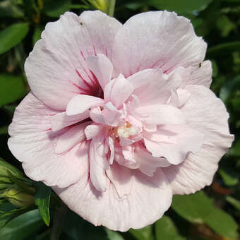 Hibiscus syriacus 'Pink Chiffon'