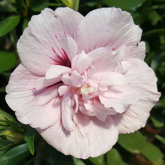 Hibiscus syriacus 'Pink Chiffon': Bild 1/3 Hibiscus syriacus 'Pink Chiffon': Bild 1/3