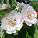 Malus ioensis 'Fimbriata' - Gefülltblühender Zierapfel