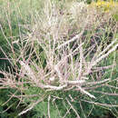 Tamarix ramosissima'Hulsdonk White' - Sommertamariske