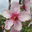 Prunus 'Tendul': Bild 1/3