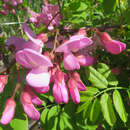 Robinia hispida 'Macrophylla' - Rosenakazie