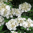 Viburnum macrocephalum 'Keteleerii': Bild 1/7