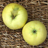 Malus domestica 'Croncels' - Herbstapfel