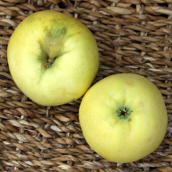Malus domestica 'Croncels'
