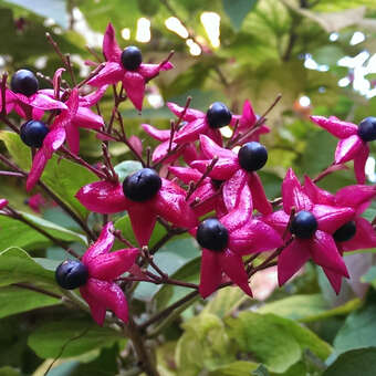 Clerodendrum trichotomum
