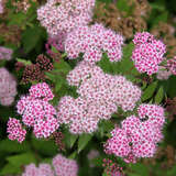 Spiraea japonica 'Little Princess' - Japanspiere