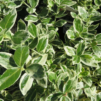 Euonymus fortunei 'Silver Queen'