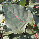 Populus deltoides 'Purple Tower' - Säulen-Purpurpappel