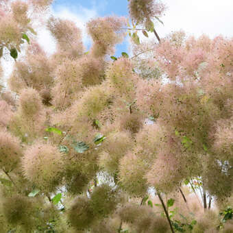 Cotinus coggygria