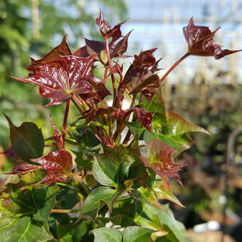 Acer 'Ample Surprise'