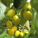 Cornus mas 'Yellow' - Frucht-Dirndlstrauch