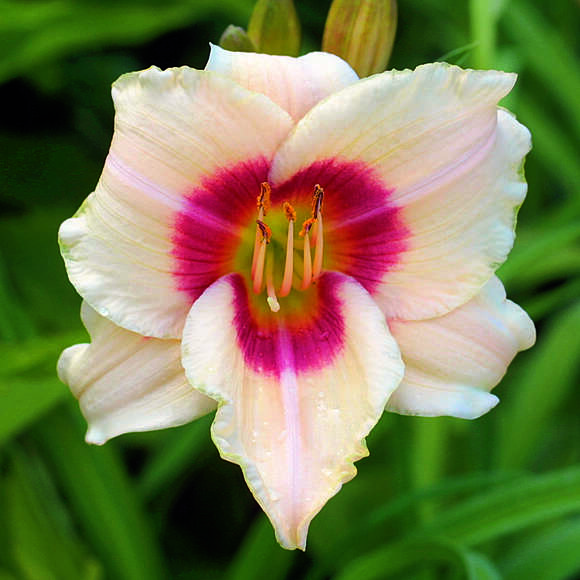 Hemerocallis 'Brilliant Circle': Bild 1/4 Hemerocallis 'Brilliant Circle': Bild 1/4