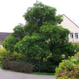 Sophora japonica - Schnurbaum