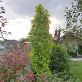 Liquidambar styraciflua 'Slender Silhouette' - Säulen-Amberbaum