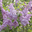 Syringa vulgaris 'Amethyst' - Edelflieder - einfachblühend