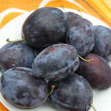 Prunus domestica 'Topend Plus' - Zwetschke