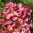 Hydrangea paniculata 'Diamant Rouge': Bild 1/3