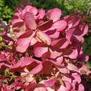 Hydrangea paniculata 'Diamant Rouge' - Rispenhortensie