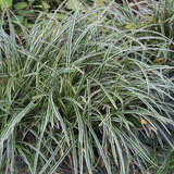 Carex morrowii 'Ice Dance' - Japansegge