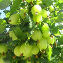 Ribes uva-crispa 'Invicta' - Stachelbeere - gelbgrün