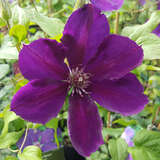 Clematis 'Gipsy Queen' - Waldrebe, Großblumige Garten-Clematis