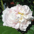 Rose 'Duchesse d'Angouleme': Bild 1/2