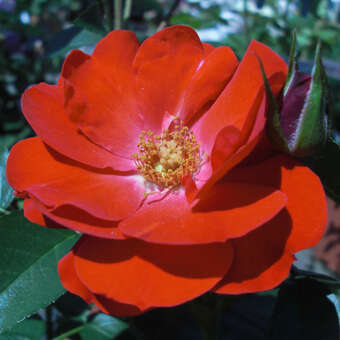 Rose 'Resonanz'