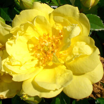 Rose 'Loredo'