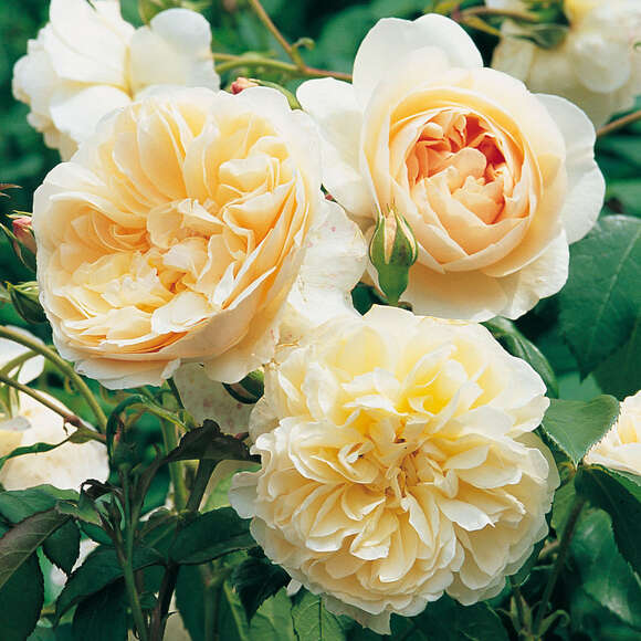 Rose 'Lichfield Angel': Bild 1/3 Rose 'Lichfield Angel': Bild 1/3
