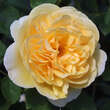 Rose 'Graham Thomas': Bild 1/9