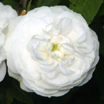 Rose 'Mme. Plantier' (alba)
