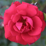 Rose 'Santana' - Moderne Kletterrose
