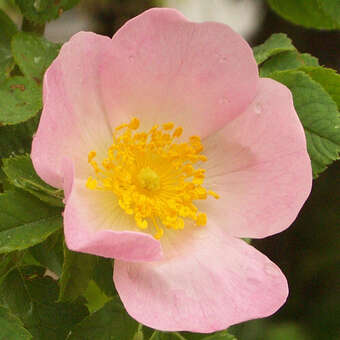 Rosa canina